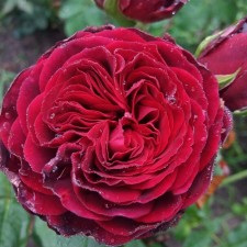 Seedling rose 