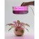 Glanzen RPD-0001-60-GROW LED lamp for plants