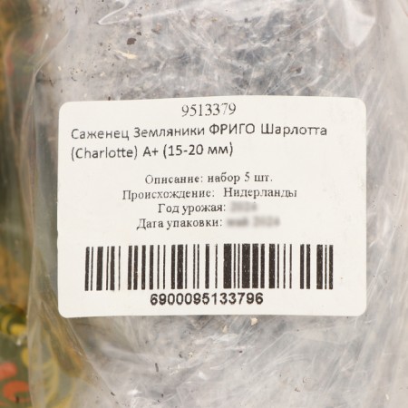 Frigo Charlotte strawberry seedlings (Charlotte) a+ (15-20 mm), 5 pcs-3