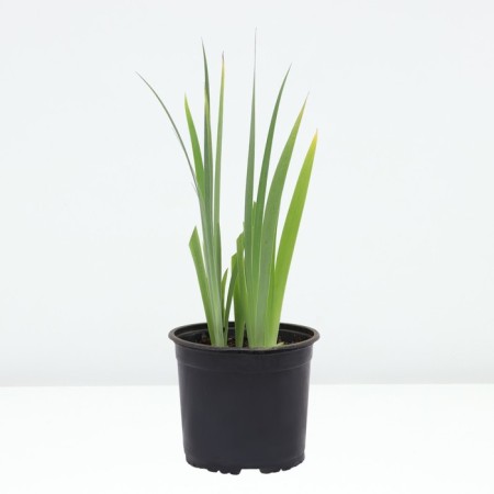 Iris Borojat Pamppkin cheesecake, pot C2, 1 pc, summer 2024-1
