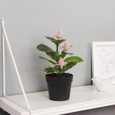 Bonsai in the pot "Ficus Galant" 20x9 cm, mix