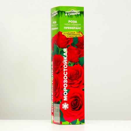Rosa seedlings Prefero Spring 2024, 1 pc.-1