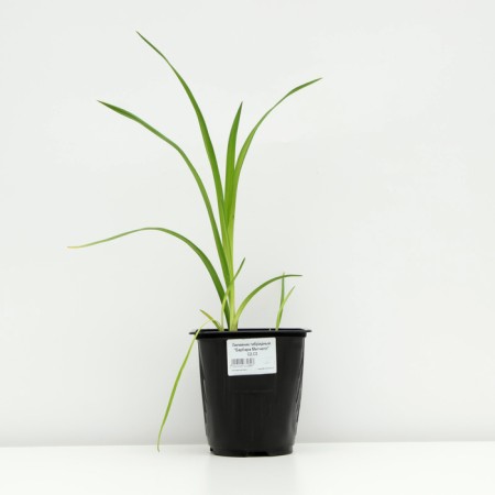 Hybrid Lileynik "Barbara Mitchell", pot C3, 1 pc, spring 2024-2