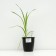 Hybrid Lileynik "Barbara Mitchell", pot C3, 1 pc, spring 2024