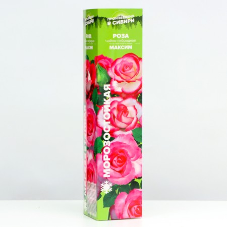 Sahenian Rosa Tea-Hybride "Maxim", 1 pc, spring 2024-1