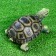 Garden figure "Turtle" 21.5x17x11cm