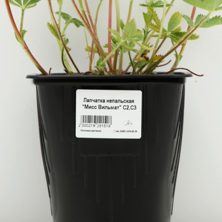 Neckali bastard "Miss Vilmat", pot C3, 1 pc, spring 2024-3