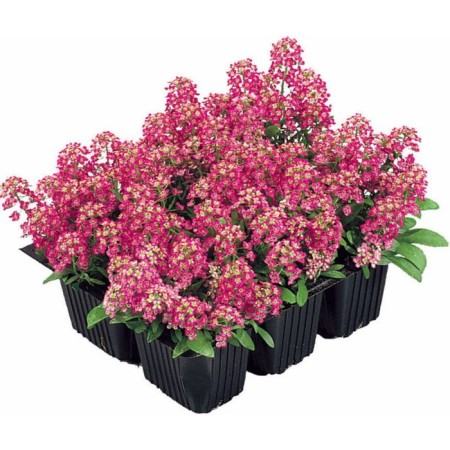 Flowers Alissum Esther Bonnet Dip Rose 5000 pcs