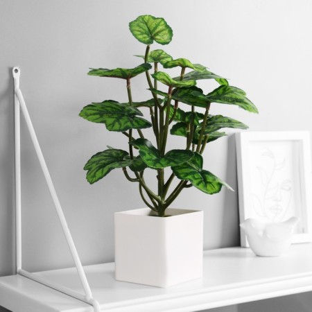 Bonsai "Alocasia Extra" 8x26 cm, green