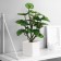 Bonsai "Alocasia Extra" 8x26 cm, green