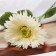Artificial flowers "Tensor" 46x10 cm, white