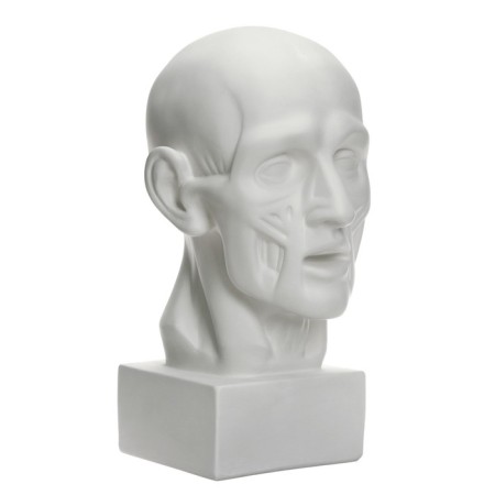 Gypsum figure is anatomical: head on the Goodon, 22 x 22 x 48 cm-1