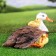 Garden figure "Duck with ducklings under the wing" 22.5x37.5cm