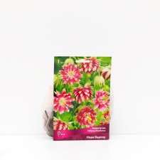 Aquilegia 