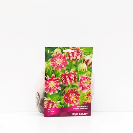 Aquilegia "Hybrid Maccanes Nora Barlow", 1 pc, rr I, spring 2025