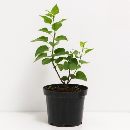 Ordinary Red Red Moscow, C3 Pot, H10-50 Height, 1 pc, Summer 2024-1