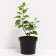 Ordinary Red Red Moscow, C3 Pot, H10-50 Height, 1 pc, Summer 2024
