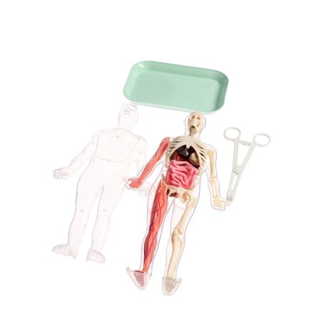 A set for experiments on the anatomy "body structure", glows in the dark, with soft organs-13