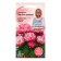 Flowers Margarita "Bom Bom Pink", 10 pcs