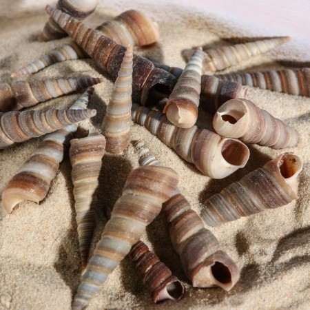 Set of shells, 3 - 5 cm, 100 g