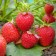 Strawberry seedlings of Frigo Munira (munira) a (9-15 mm), 5 pcs