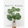 Decorative plant in a ceramic pot of Monster, 12 × 12 × 70 cm