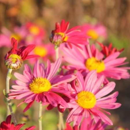 Korean chrysanthemum "Boys-kibalchish" (raspberry flowers with yellow), pot C3, 1 pc, spring 2024