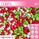 Sprinking soft chocolate “from March 8”: pink, white, green, 20 g