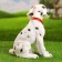 Garden figure "Dog Dalmatian" 33cm