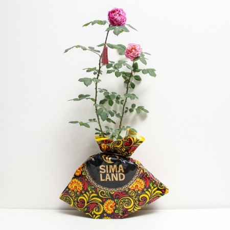 Seedling rose Benjamin Britten, English, pot 2 l., Summer 2024-1