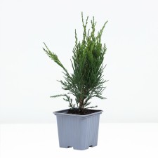 Juniper Average Mint Julep, P9, 1pc, H 3-20 cm, Spring 2024