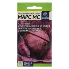 Seeds of red cabbage 