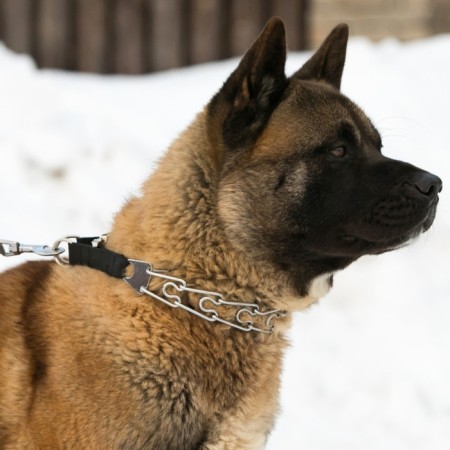 The collar is strict with metal fastx and protective caps, 63 cm, wire thickness 4-9