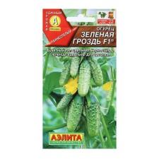 Seeds of cucumber 