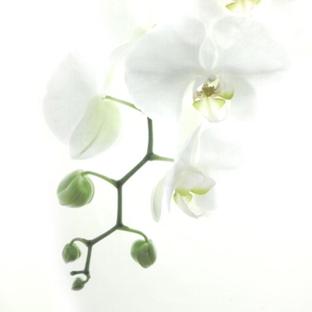 Bathroom curtains Orchidea, 180x200 cm-1