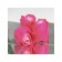Soap roses, pink fuchsia, set 24 pcs.