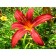 Lilenik hybrid Sammy Russell, C2 pot, H10-50 height, 1 pc, summer 2024