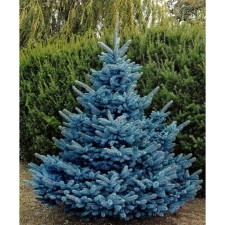 Spruce prickly glaucy 