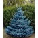 Spruce prickly glaucy "mastic BLLU", P9, 1pc, h 3-20 cm, summer 2024