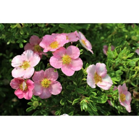 Lapceta bushes Lovely Pink, C3 pot, H10-50 height, 1 pc, summer 2024