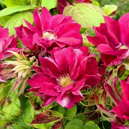 Clematis large-flowered Red Star, C2 pot, H20-40 Height, 1 pc, summer 2024