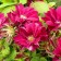 Clematis large-flowered Red Star, C2 pot, H20-40 Height, 1 pc, summer 2024