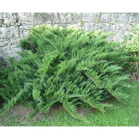 Cossack juniper, p9, 1pc, h 3-20 cm, spring 2024