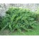 Cossack juniper, p9, 1pc, h 3-20 cm, spring 2024