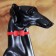 Collar "radiance" with a bead and a tambourine, 29 x 1 cm, Osh 21-26, red