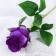 Artificial flowers "Rosa Naturel" 6x44 cm, purple