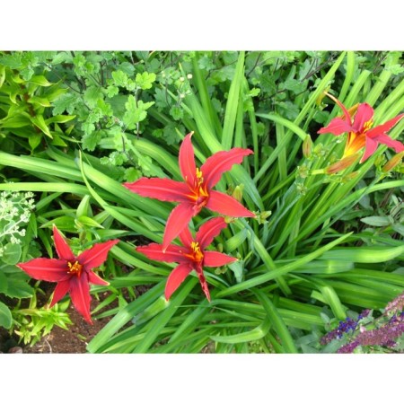 Lilenik hybrid Sammy Russell, C2 pot, H10-50 height, 1 pc, summer 2024