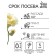 Eustoma Eustoma "Aibisi" F1 Green Large Trushworm, 5 pcs