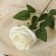 Artificial flowers "Bolivian rose" 8x55 cm, white