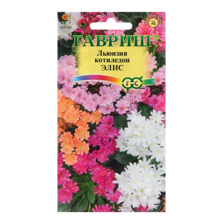 Lewisia Seeds "Alice", 5 pcs.